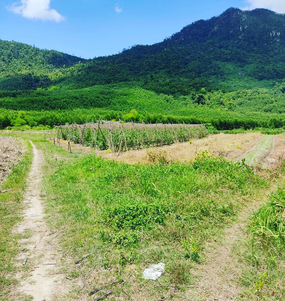 Đất đầu tư làm vườn, trang trại 2.2ha Ninh Tân Ninh Hòa - đất bằng phẳng