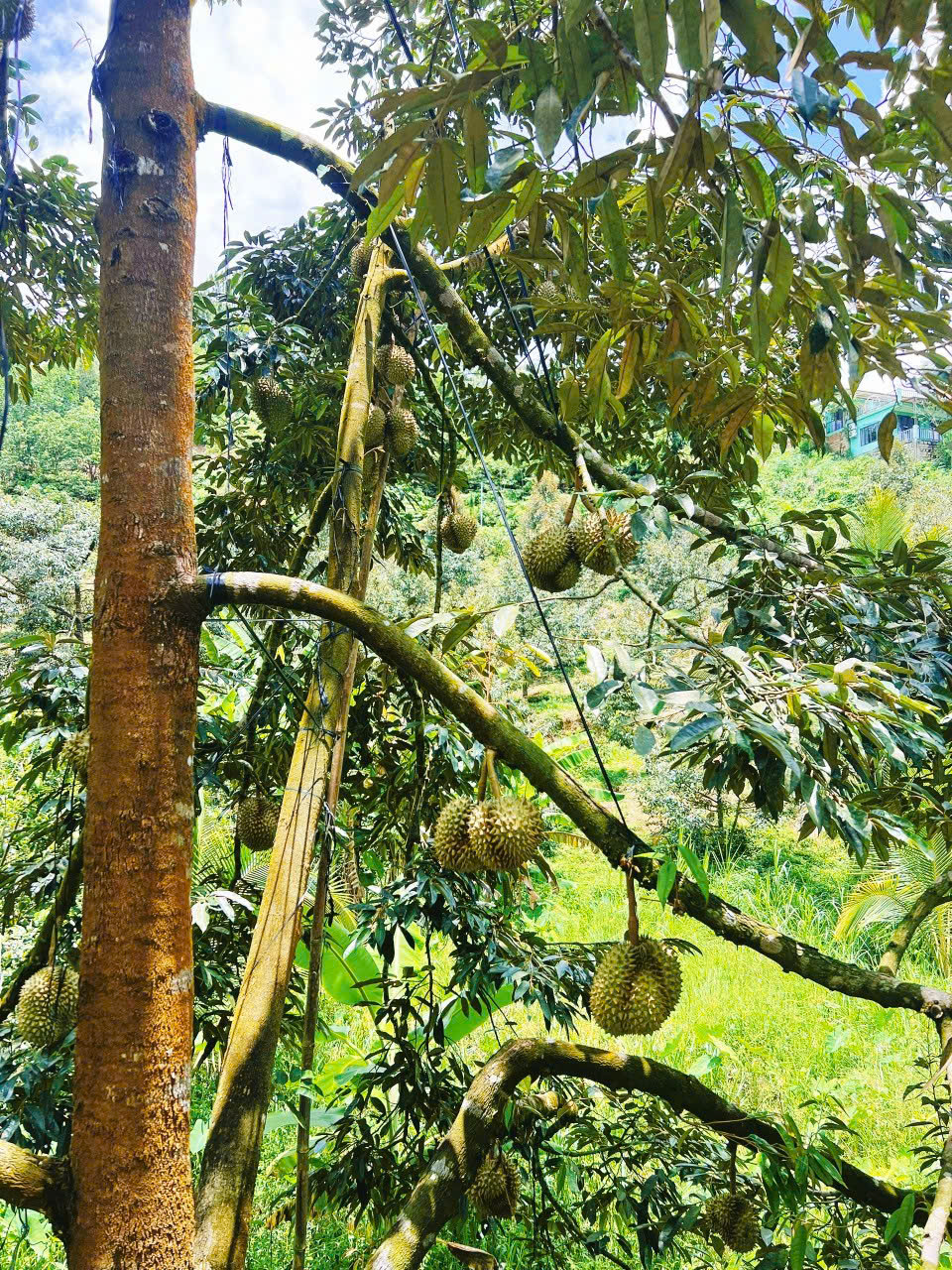 •• 120 cây sầu riêng 10 năm - Sơn Lâm, Khánh Sơn •• ô tô vào ok