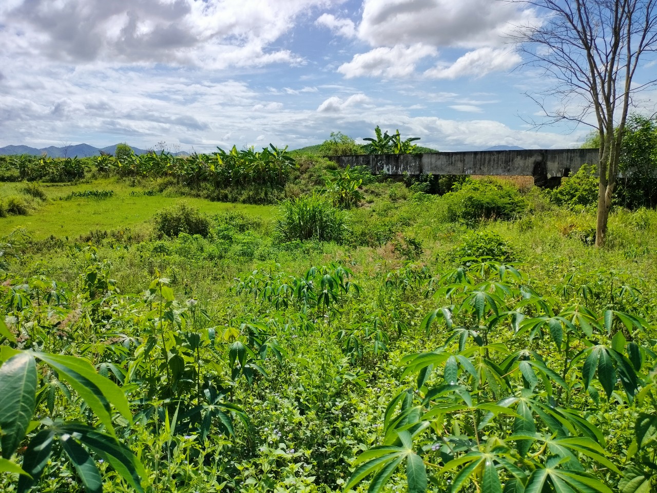 Ninh Tây 6ha - view siêu mê  Bằng phẳng Làm farm hoặc chăn nuôi 