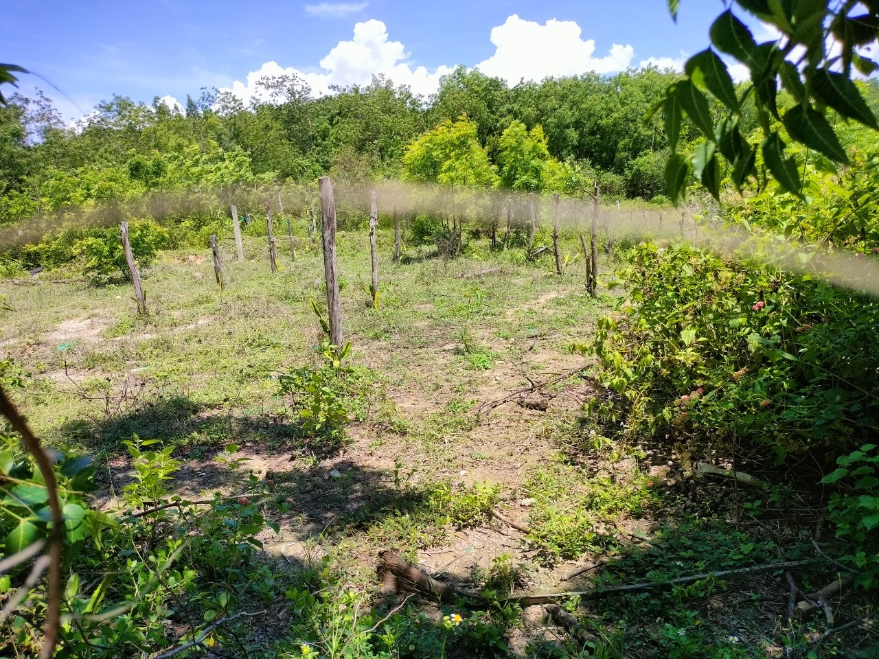 10ha Ninh Thọ - quy hoạch đất ODT đến 40%