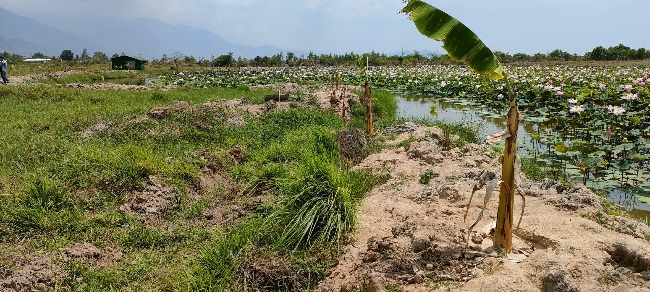 Lô đất 1.9ha đất trồng cây Xã Ninh Tây Ninh Hòa rất thích hợp làm vườn sinh thái hoặc mini farm