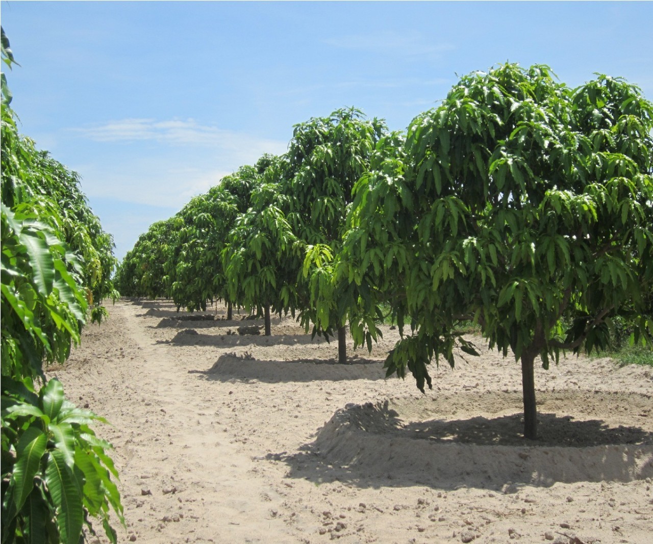 Vườn xoài 2 mặt tiền thị trấn Cam Thành Bắc - huyện Cam Lâm