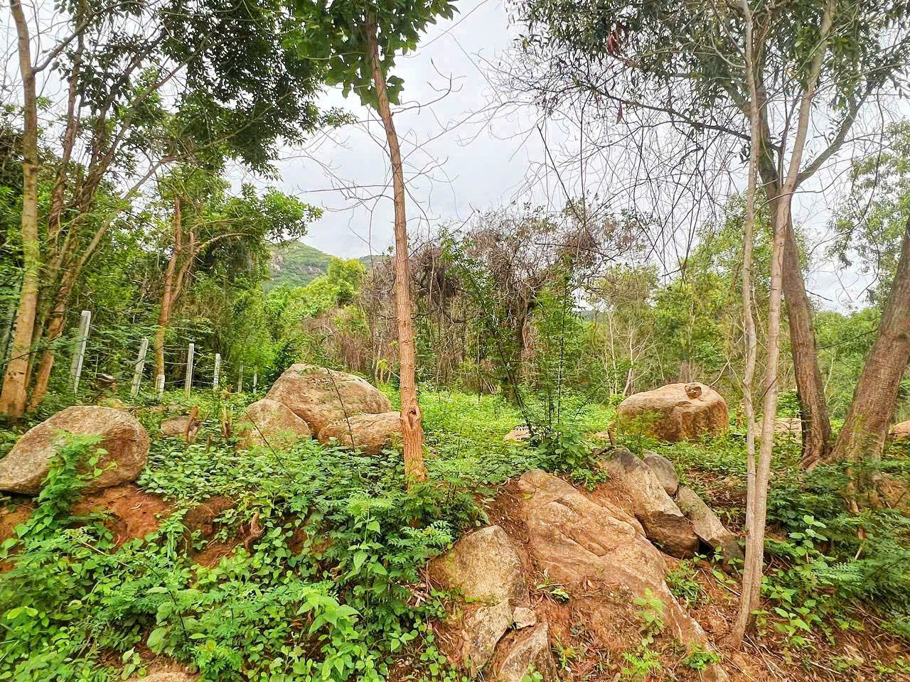 [ Mặt đường Hiệp Kết --- bên kia đường là biển Vịnh Cam Ranh ] *** THỔ CƯ ***