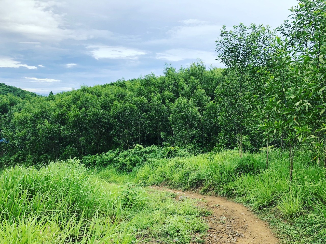 54.6ha đất rừng sản xuất Khánh Nam, Khánh Vĩnh cách tttp Nha Trang 34km