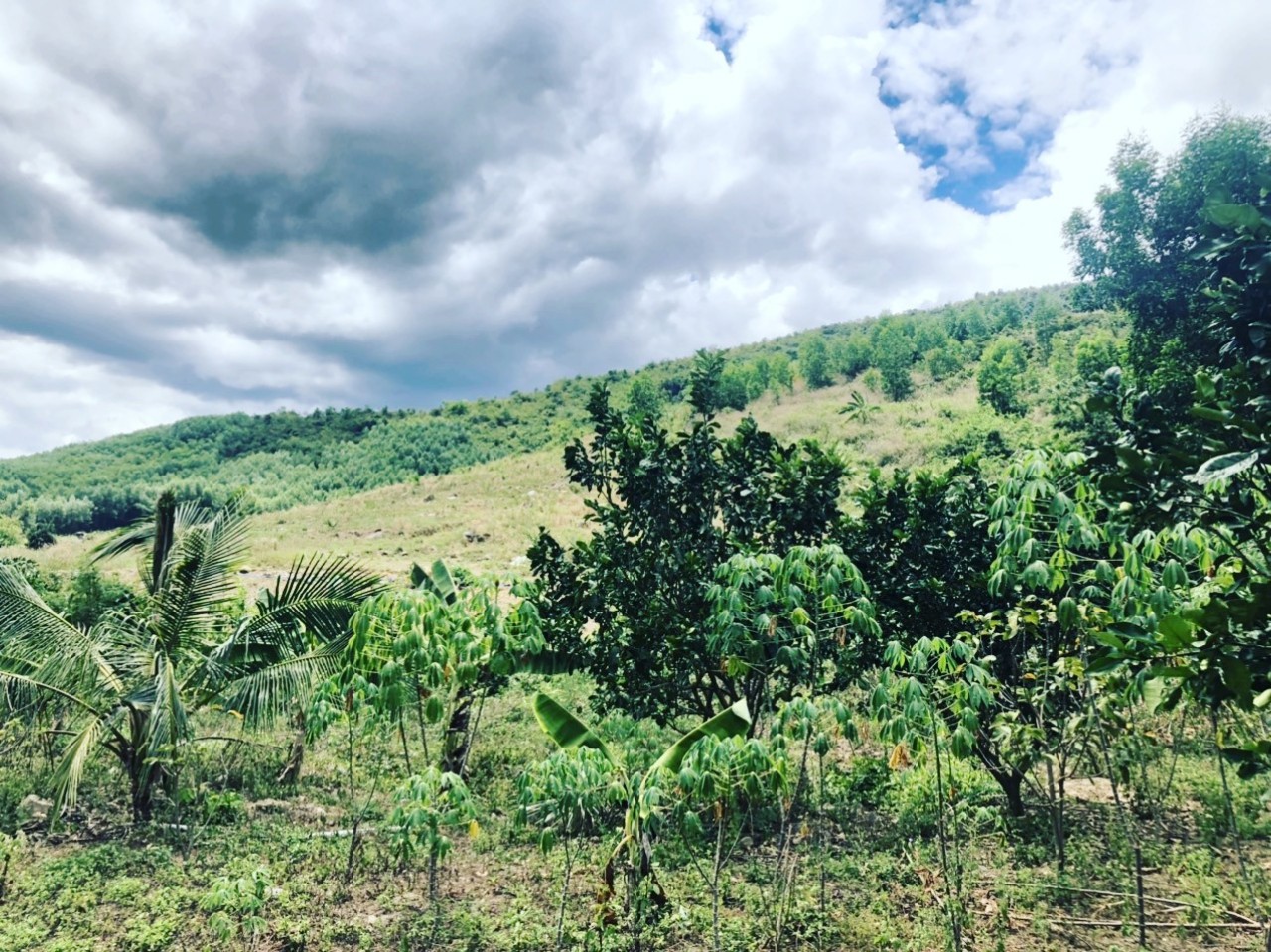 75ha Ninh Thượng, Ninh Hòa - Giá hợp lý