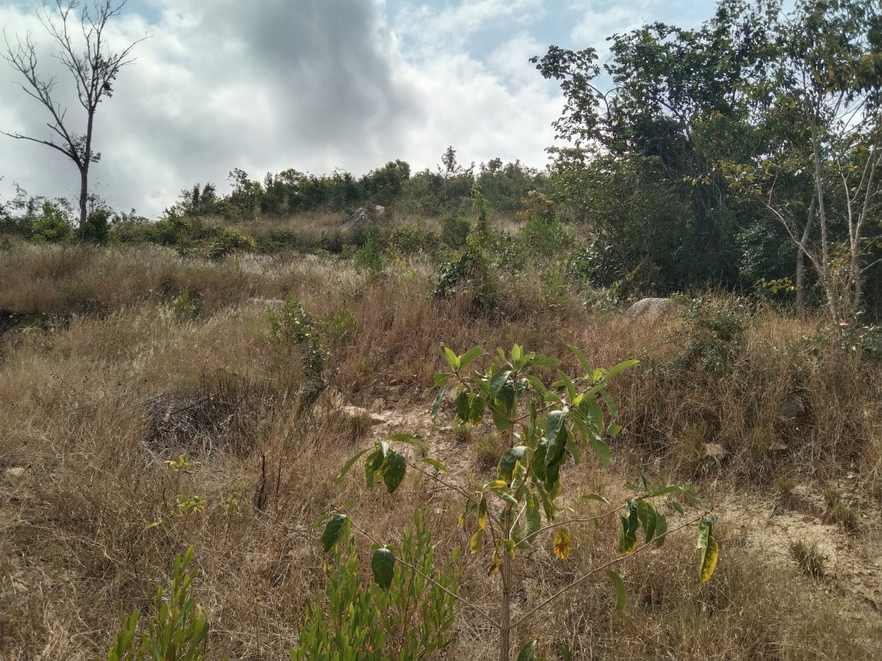 Bán lô đất trồng nhiều cây lâu năm mặt tiền nhựa dài gần 150m NINH PHÚ, NINH HOÀ