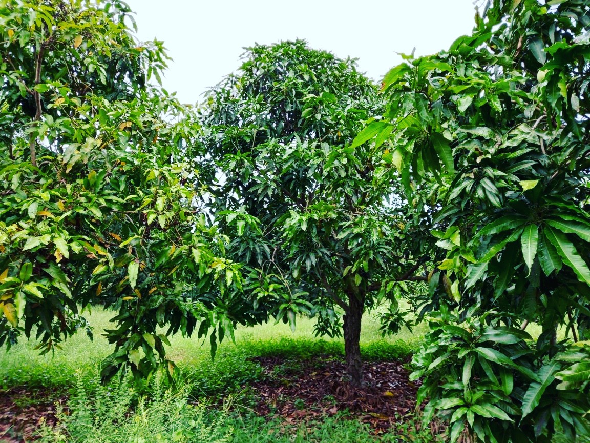 Lô vườn xoài 790 triệu tại Nghĩa Phú, P Cam Nghĩa, tp Cam Ranh