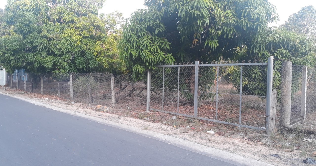 Vườn xoài 4058m2 mặt tiền đường nhựa Cam Tân, Cam Lâm