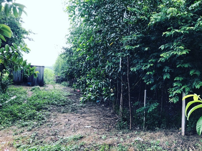 Hơn 3.5ha đất rừng Ninh Quang Ninh Hòa