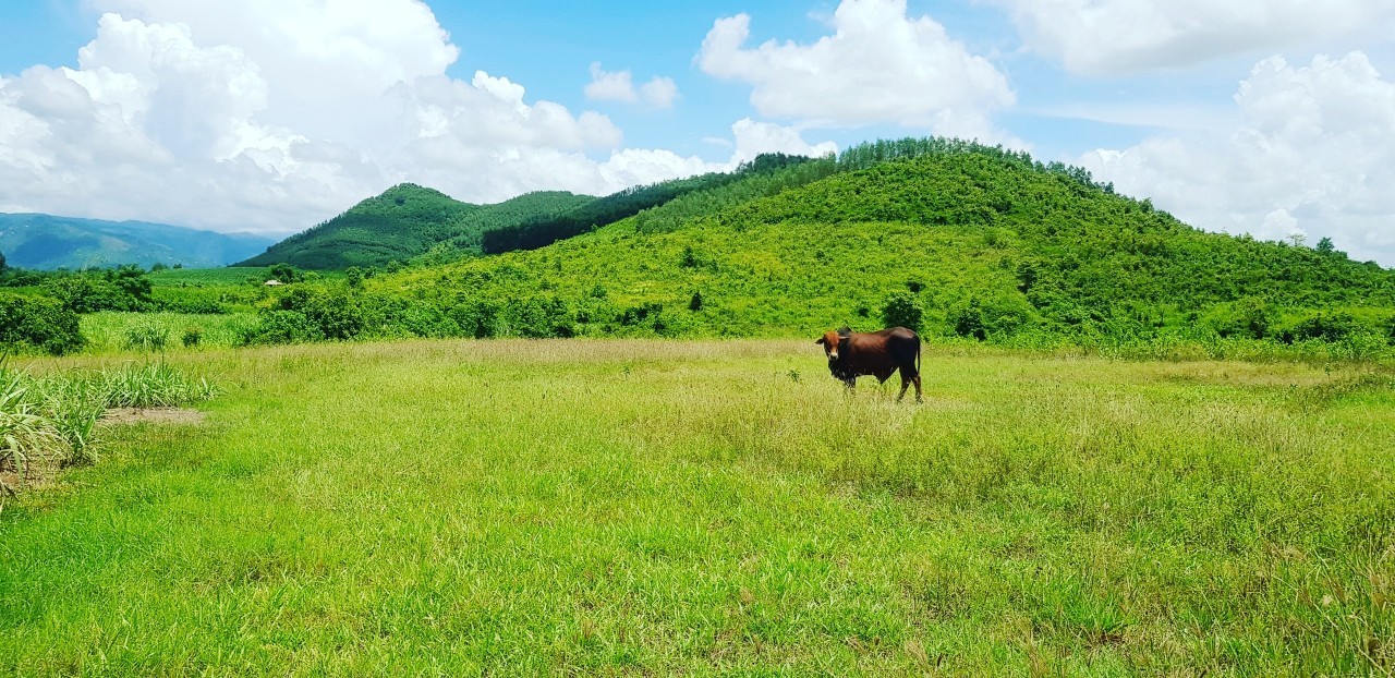 SUỐI 4ha2 đất trồng cây bằng phẳng NINH TÂY, NINH HÒA