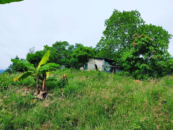 Cần bán 2.78ha Mini Farm Diên Sơn Phù hợp nghỉ dưỡng