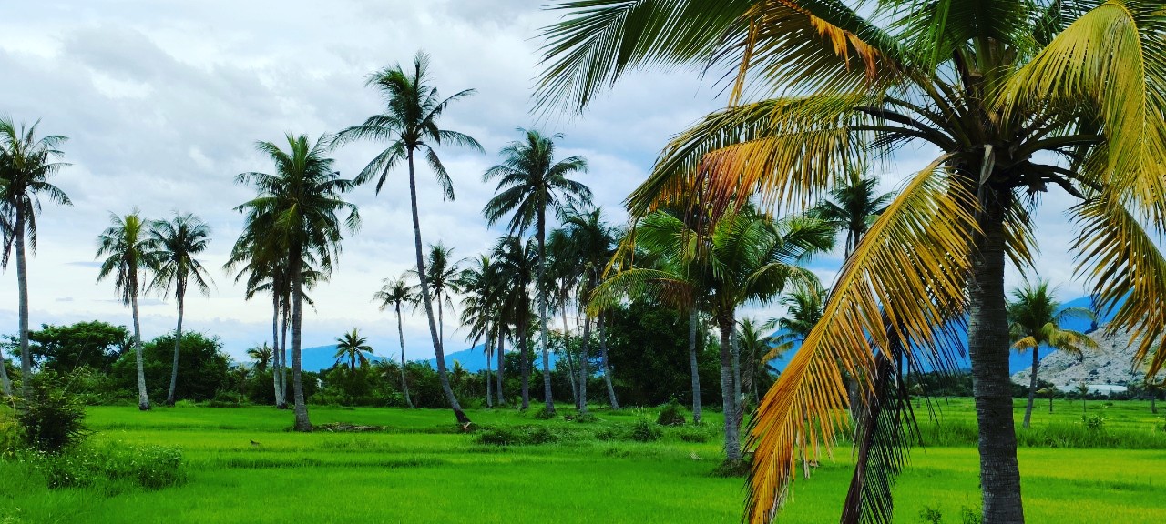 Hơn 1.2ha Bắc Vân Phong xã Vạn Khánh huyện Vạn Ninh