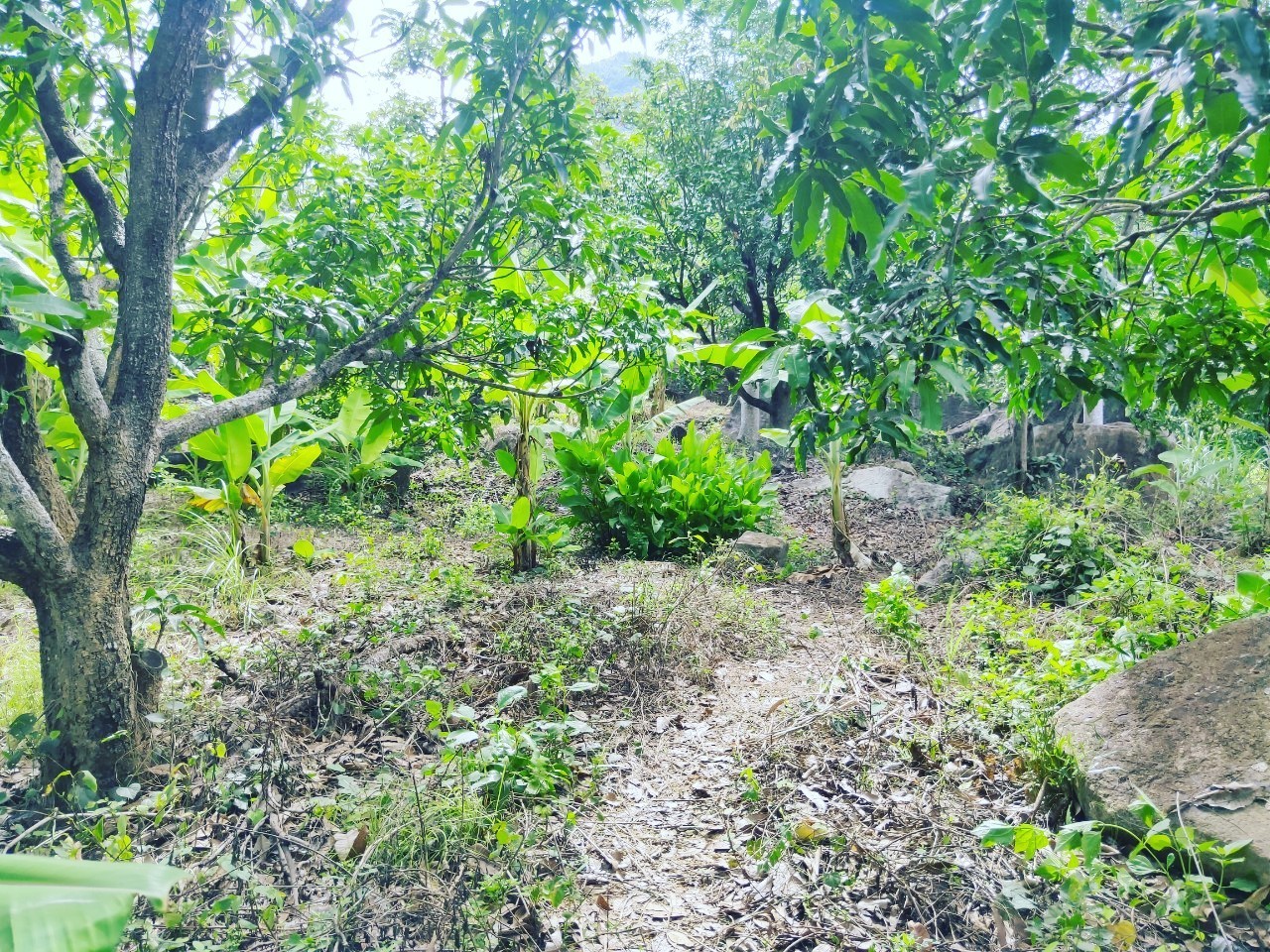 3.8ha Mini vườn Am Chúa Diên Điền Diên Khánh